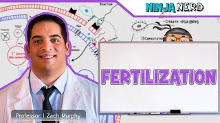 Reproductive System  Fertilization [upl. by Kern]