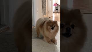 Pomeranian barking playing with toys funny dog barks [upl. by Akihsan]