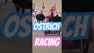 Ostrich Chariot Racing February 1991 [upl. by Rosina68]