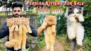 Persian Cats For Sale  Persian cat price in india  persian cat  cats for sale  cats for life [upl. by Aisat]