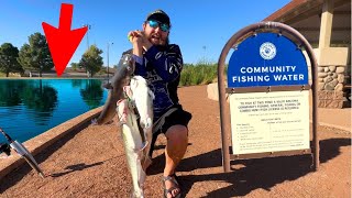 The Ultimate Guide to Catching Stocked Catfish in Urban AZ [upl. by Crystal825]