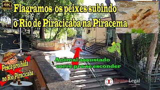 Peixes saltando no Rio Piracicaba  PiracemaFish jumping in the Piracicaba River Drone Legal EP83 [upl. by Clementine585]