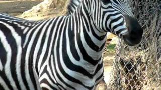 Zebra at Zoo [upl. by Brubaker349]