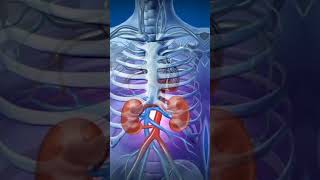 About KidneyWhat is Kidneykidney kidneystoneviral viralvideo shorts [upl. by Ahnavas944]