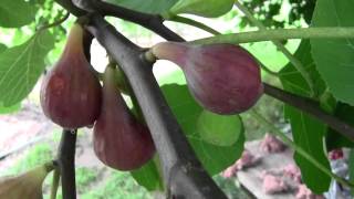 WHEN TO PICK YOUR RIPE FIGS [upl. by Augusto]