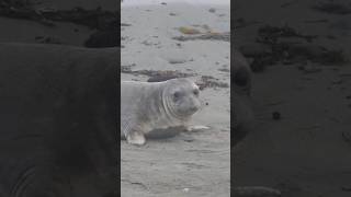 Seal pup making a quick getaway [upl. by Bratton834]