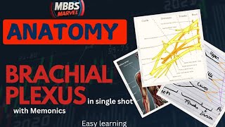 Brachial Plexus anatomy । MBBS Marvel । Mnemonics [upl. by Trinatte]