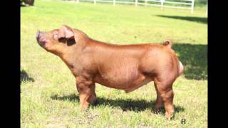 Dirty South Genetics Boar Prospect [upl. by Hendricks703]