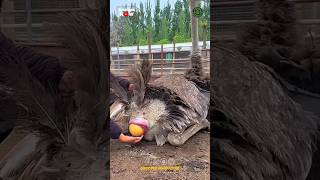 Ostrich Laying Egg 🥚😱 [upl. by Naziaf985]