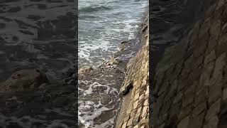 Waves against the breakwater in La Rochelle france oceanwaves [upl. by Auqenes518]