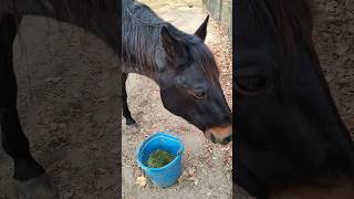 Why did Roxie end up in rescuehorsewelfare animalrescue equestrian horserescue horsehelp [upl. by Cottrell564]