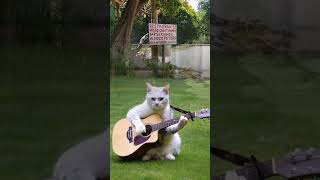 música ao vivo cat guitar youtube videoshorts [upl. by Solotsopa647]