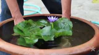 Grow Your Nymphaea waterlilies LARGE with the correct pot and fertilizer [upl. by Narton]