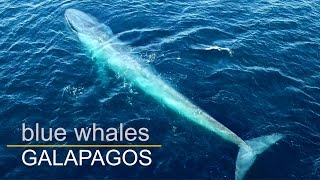 Blue whales in Galapagos – Blauwale in Galapagos  pestivideode  DJI Phantom [upl. by Xet]