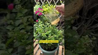 5 Essential Plant water to grow plant and flowersutube shortsvideo flowers flo [upl. by Yslek857]