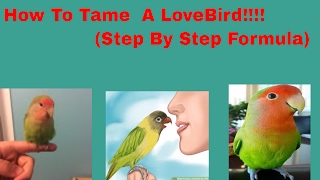 How To Tame Your LoveBird Updated Version [upl. by Leiuqeze880]