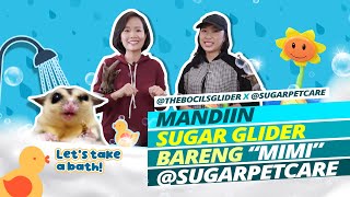 Memandikan Sugar Glider ala sugarpetcare  Sugar Glider Bath Time with sugarpetcare [upl. by Ahsekar]