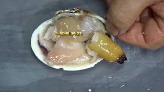 Anatomy of shellfish [upl. by Zwick]