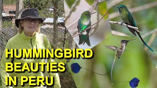 These Hummingbirds of Peru Rock [upl. by Hodgkinson404]