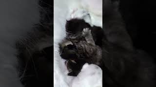 Newborn kittens feeding time Cutest Moments [upl. by Nedloh]