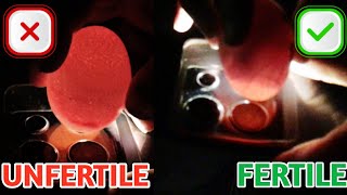 How To Candling Chicken Eggs  How To Check Fertile And Unfertile Eggs  Eggs Candling [upl. by Kermy500]