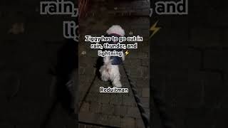 Bichon Frise goes out in thunderstorm narration bichonfrise puppy whitedoglover thunderstorm [upl. by Tallbot]