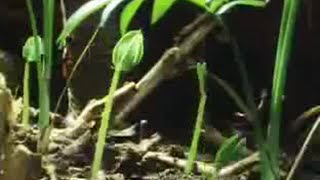 Tree and Plant Life in the Jungle  David Attenborough  BBC Studios [upl. by Elletse]