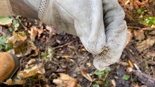 Ground wasp nest murdered with tempo dust multiple queens [upl. by Oikim]