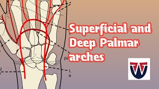 Superficial and Deep Palmar archesArterial arches of hand World of Anatomy [upl. by Eislehc]