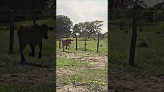 YA TIENE 50 shortvideo vaqueros toro toros caballos [upl. by Harwin]