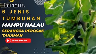 6 Jenis Tumbuhan Mampu Halau Serangga Perosak Tanaman [upl. by Ronn702]