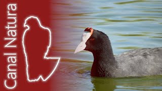 Focha moruna Fulica cristata Redknobbed Coot 4K [upl. by Samal392]