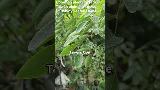 39 Shiny leafed Camellia 光枝多花油柑 無毛小果葉下珠 plants taiwan [upl. by Ylrebmik277]