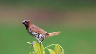 Scaly Breasted Munia munia birds birdsvideo 4k urbanwildlife birdslifestyle peacefulmoments [upl. by Noli]