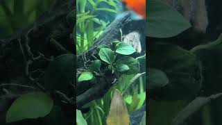 Best low tech plant for aquascaping [upl. by Trixy923]