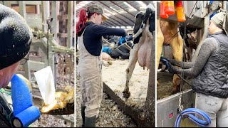 🐄✨ 24 Hours on a HighTech Dairy Farm with Farm Girls [upl. by Lleda]