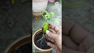 Grew An Entire Lime Tree From A Single Fruit lime shorts farming [upl. by Bonilla]