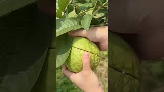 fruit festiveseasonwithorganicharvest gardening fruitcutting seasonalharvest homegardening [upl. by Onilatac]