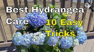 How to Care for a Hydrangea  Pruning amp Fertilizing My Hydrangea  Feed Hydrangea and More [upl. by Llebiram]