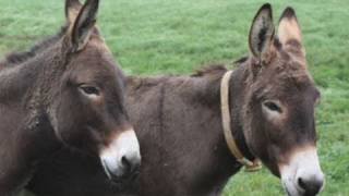 HAPPY IRISH DONKEYS [upl. by Chelsae]