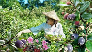 FULL VIDEO How to harvest rare Rhodomyrtus tomentosa berries and bring them to the market [upl. by Manvell]