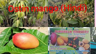 ostin Mango Hindi [upl. by Ariamo]