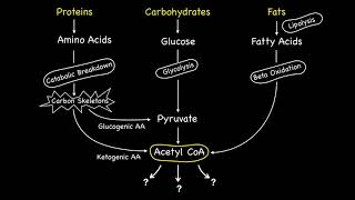 Metabolic Fates of Acetyl CoA [upl. by Wilma]