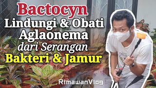 Eps 82 Cara Pemakaian Bactocyn untuk Aglaonema  Rimawan Vlog [upl. by Elgar]