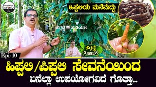 ಹಿಪ್ಪಲಿಪಿಪ್ಪಲಿ ಸೇವನೆಯಿಂದ ಏನೆಲ್ಲಾ ಉಪಯೋಗವಿದೆ ಗೊತ್ತಾ  Pippali Benifits DrRajesh BayariChithrakoota [upl. by Rico]