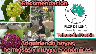 ¡Hoyas de buen tamaño económicas y muy lindas ¿ Donde cómpralas [upl. by Fullerton]