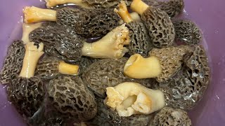 My Mamaw’s wild morchella mushroom recipe [upl. by Xyla5]