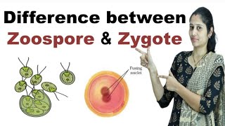 Difference between Zoospore and Zygote in Hindi [upl. by Ranita]