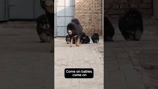 Whenever you call me i will run to you tibetanmastiff pets dogcare mastiff cutedog [upl. by Arrac]