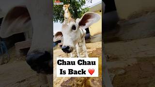 Chau Chau Is Back ❤️ 514 [upl. by Aramenta]